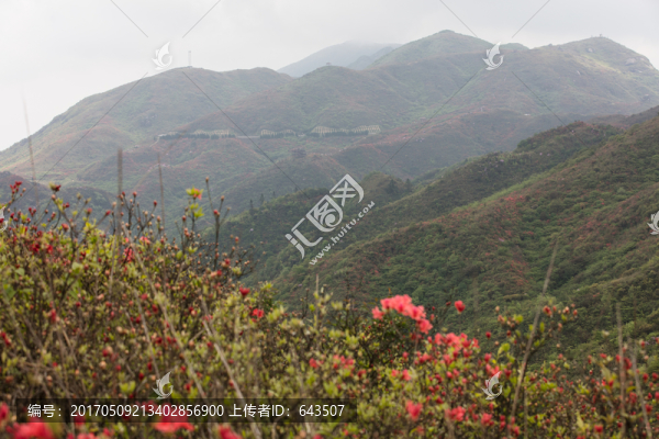杜鵑花
