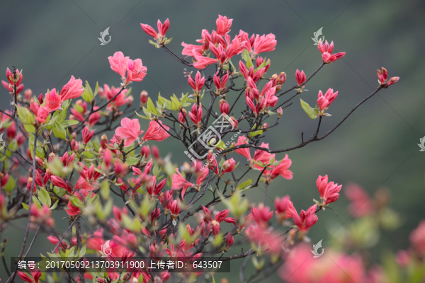 杜鵑花