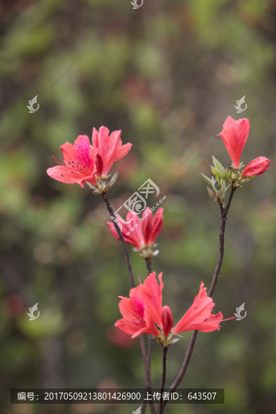杜鵑花