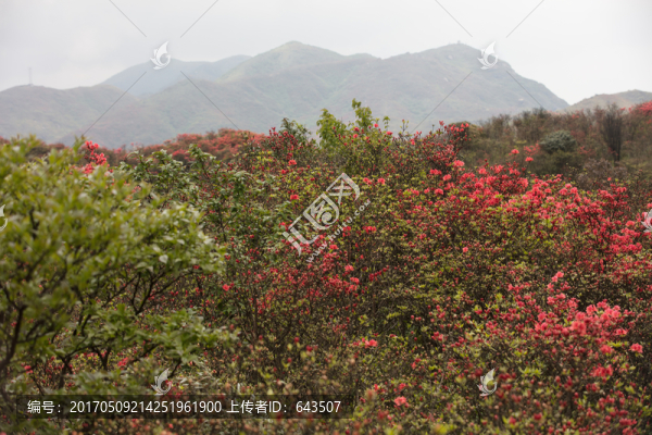 杜鵑花