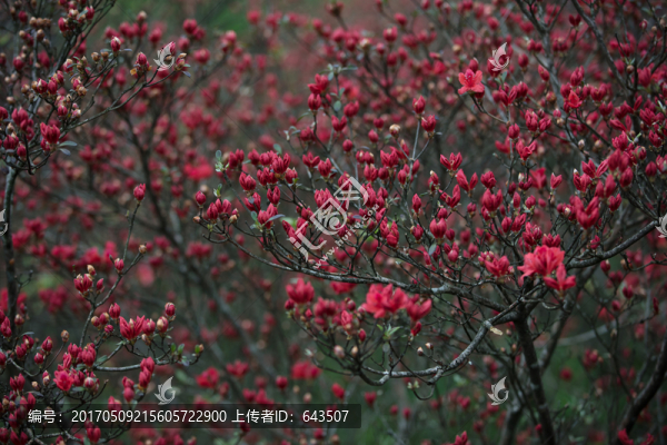 杜鵑花