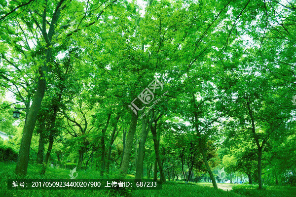 枝葉