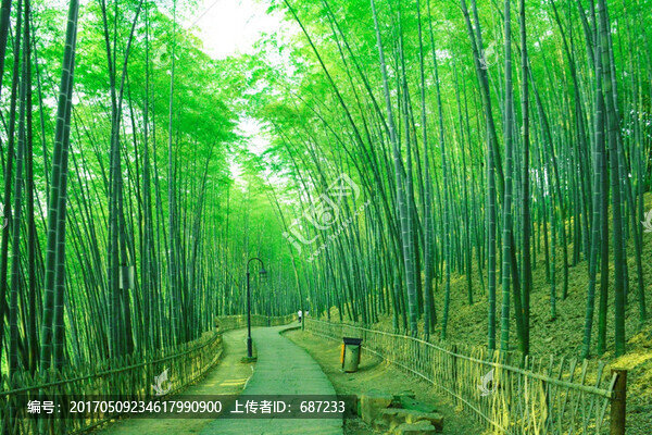 竹林竹子