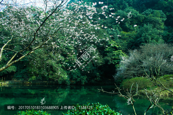 碧水桃林