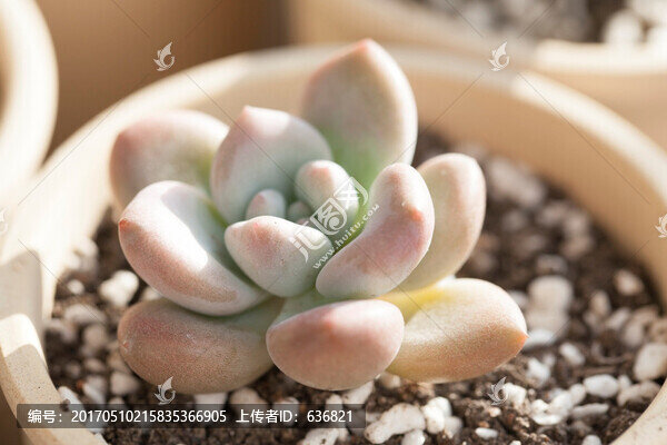 奧普琳娜