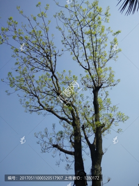 嫩芽新生