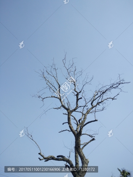 樹(shù)枝,枯樹(shù)枝