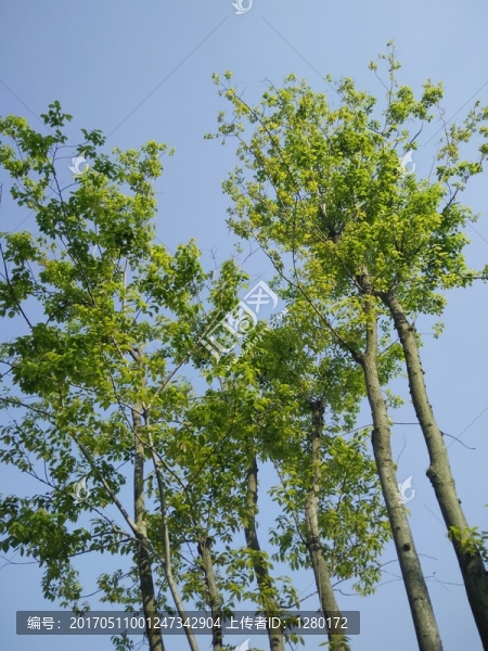 綠樹林