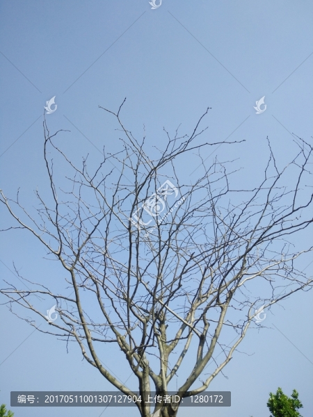 樹枝,枯樹枝