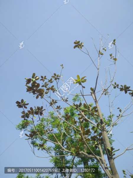 綠樹