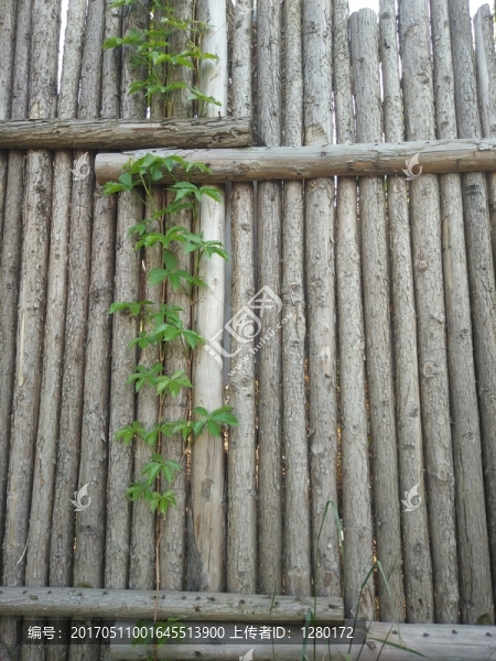 木頭墻,爬山虎