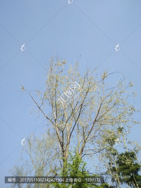 新芽嫩枝