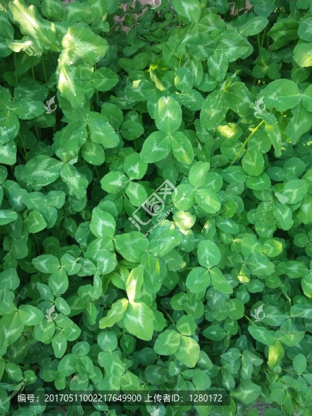 植物墻