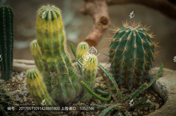 仙人掌