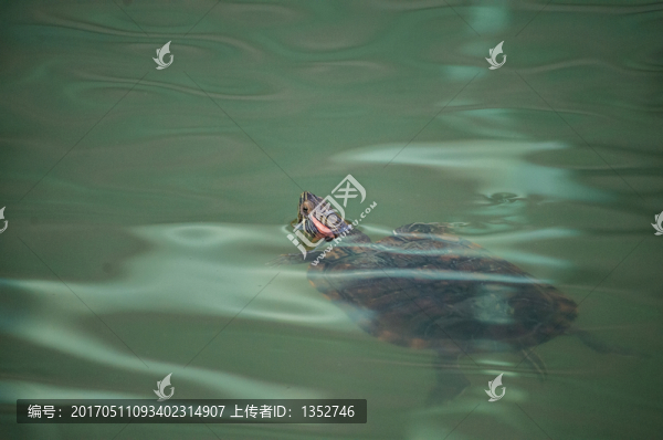 水里的烏龜