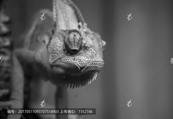 變色龍