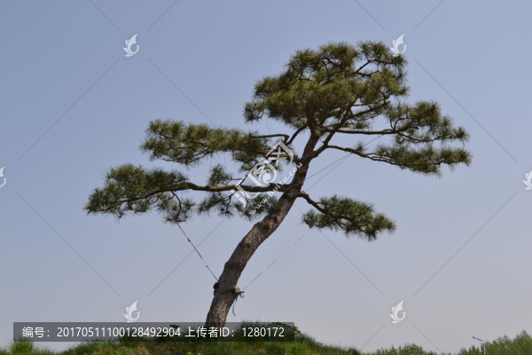 盆景