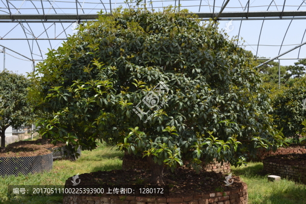 桂花,月桂,桂花造型