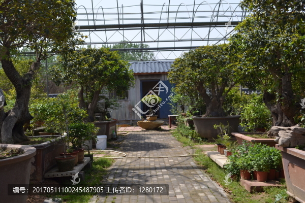 桂花,月桂,桂花造型