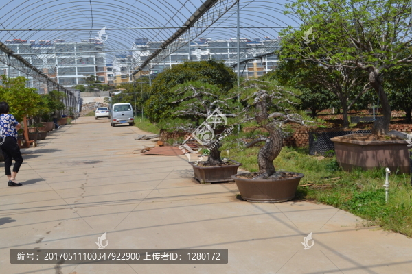 桂花,月桂,桂花造型