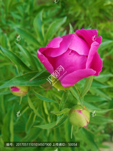 芍藥花