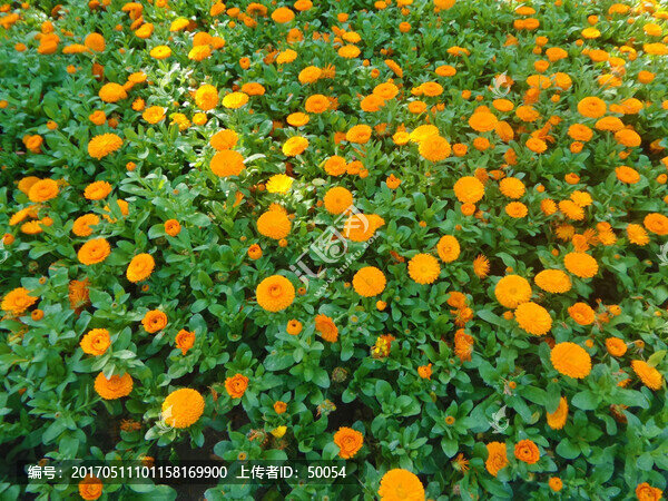 金盞菊