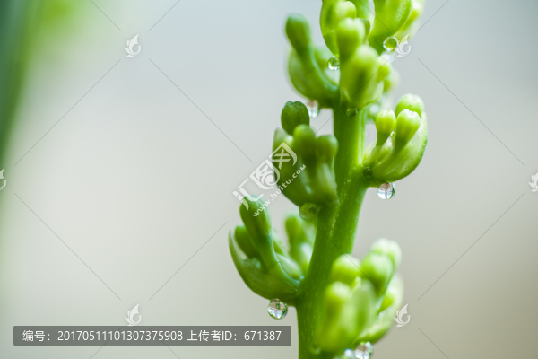 嫩芽露滴