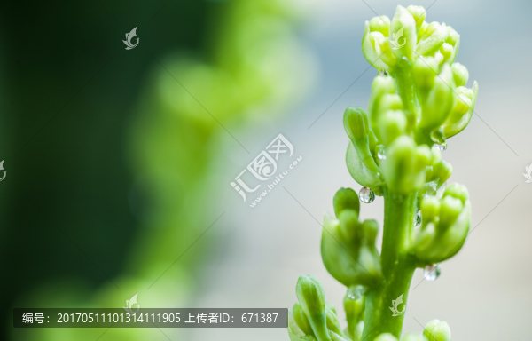 嫩芽露滴