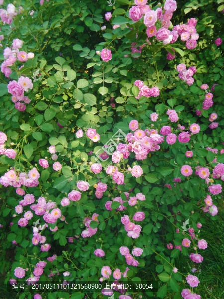薔薇花