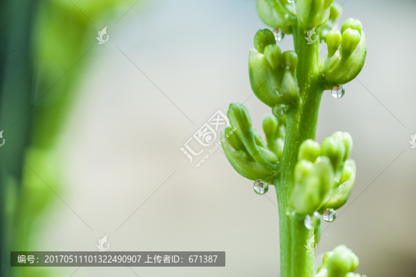 嫩芽露滴