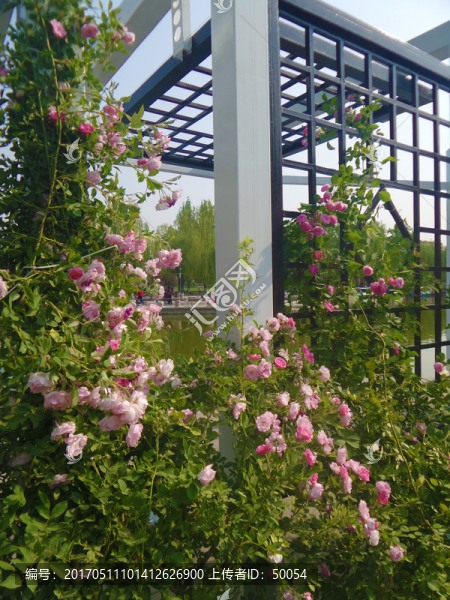 薔薇與建筑