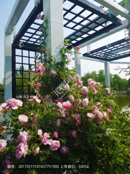 薔薇與建筑