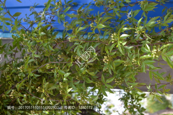 垂絲,綠植,爬墻