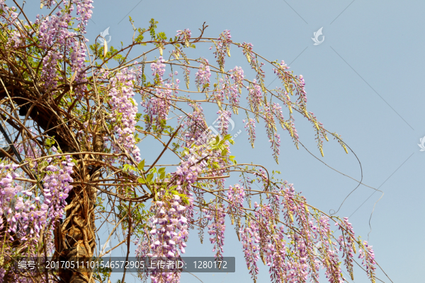 紫藤花