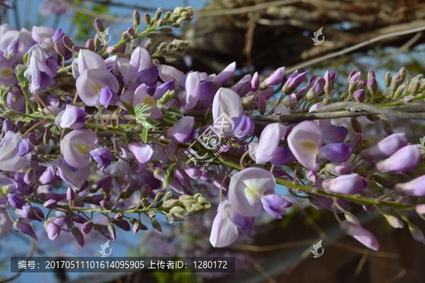 紫藤花