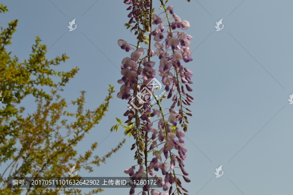 紫藤花