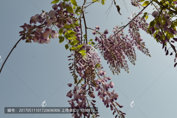 紫藤花