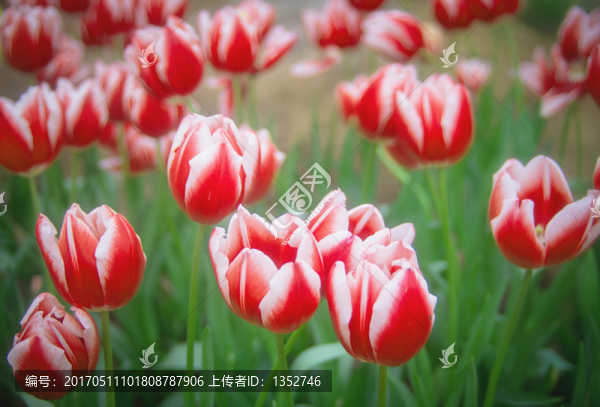 郁金香