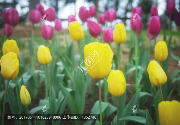 郁金香