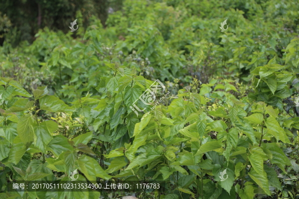 桑樹