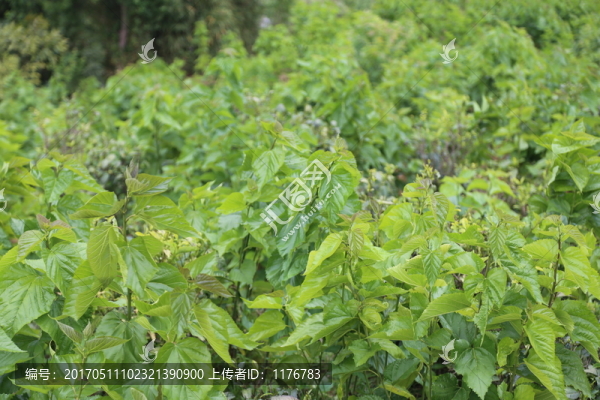 桑樹
