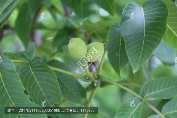 核桃