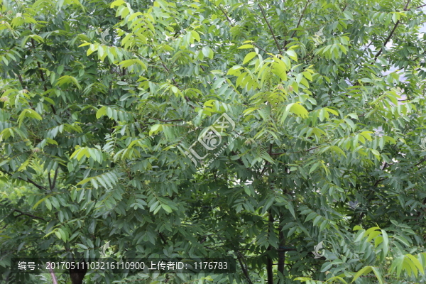 核桃