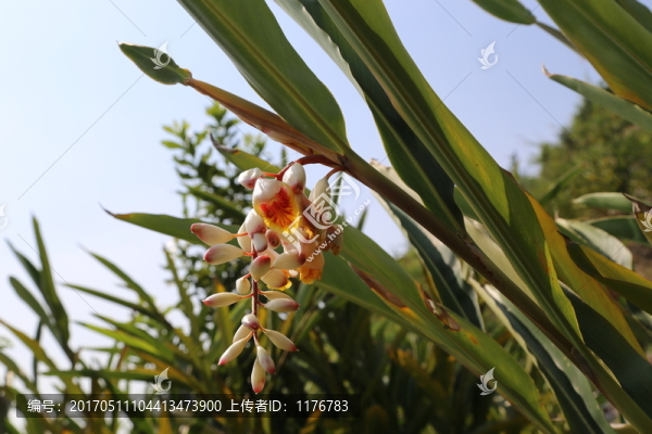 砂仁花