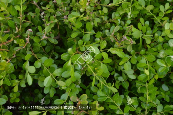 植物墻