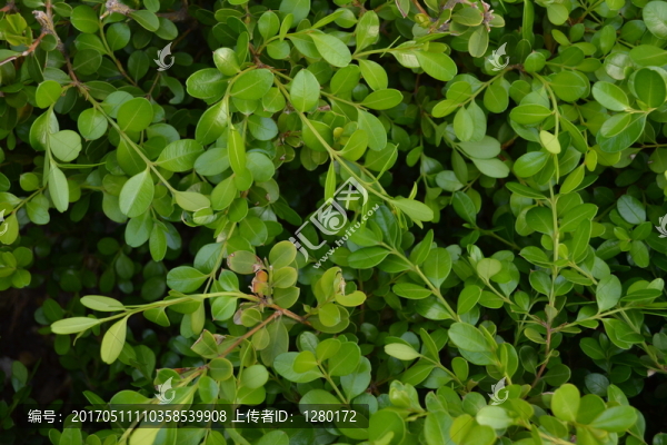 植物墻