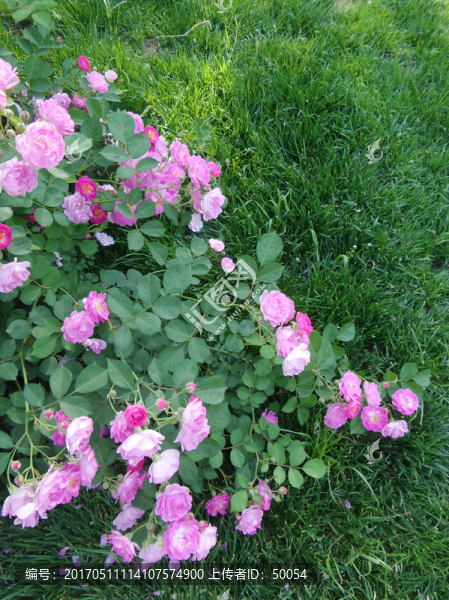 薔薇花,綠草地
