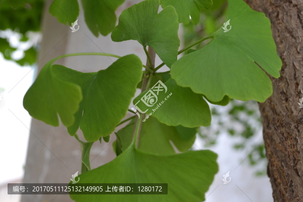 銀杏枝葉,綠枝葉