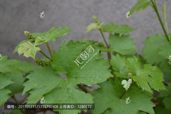 葡萄葉,葡萄藤,背景素材
