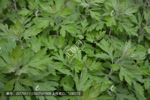 艾草